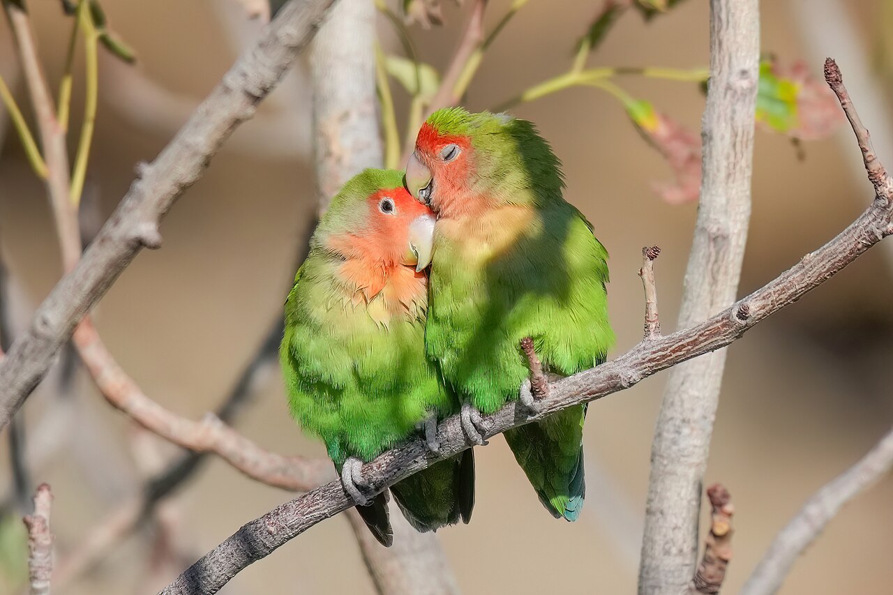 Lovebird (Agapornis) sepasang — siap pindah kandang