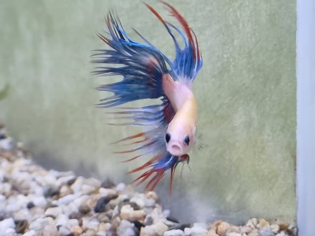 Cupang halfmoon warna-warni