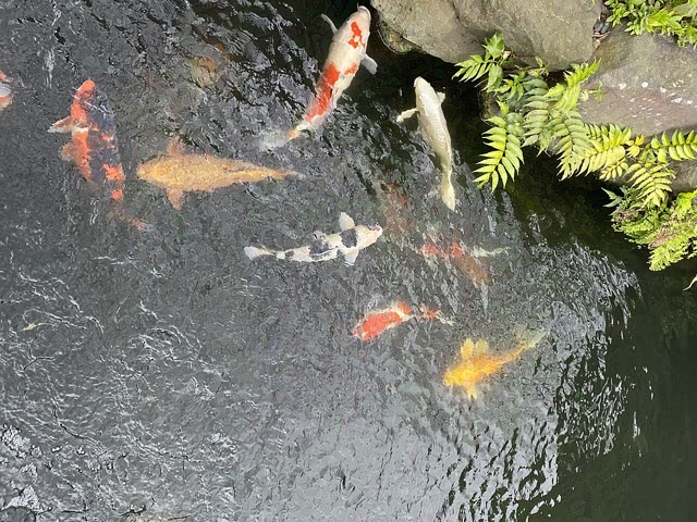 Update foto Google Maps — kolam koi Asta BF